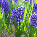 Bulbi Zambile Hyacinth Blue Jacket1