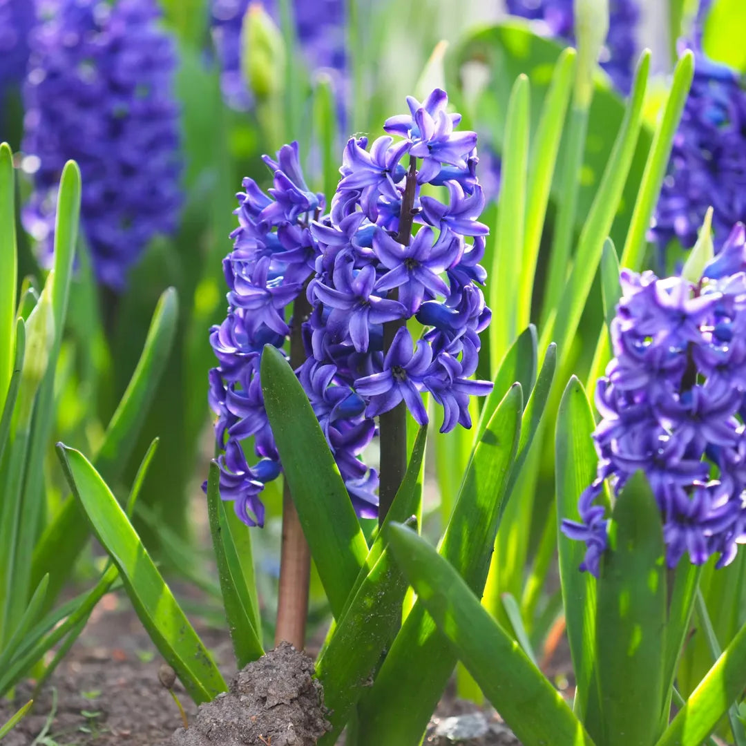 Bulbi Zambile Hyacinth Blue Jacket1