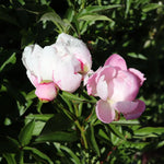 Bulbi bujori Paeonia Do Tell
