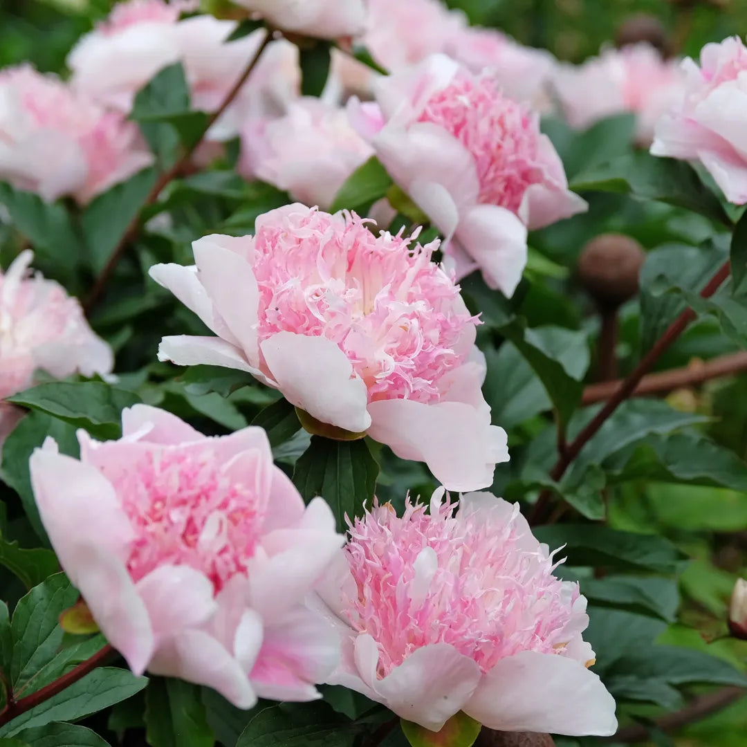 Bulbi bujori Paeonia Do Tell1