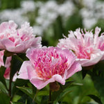 Bulbi bujori Paeonia Do Tell2