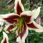 Bulbi de Crini Beverly Dreams