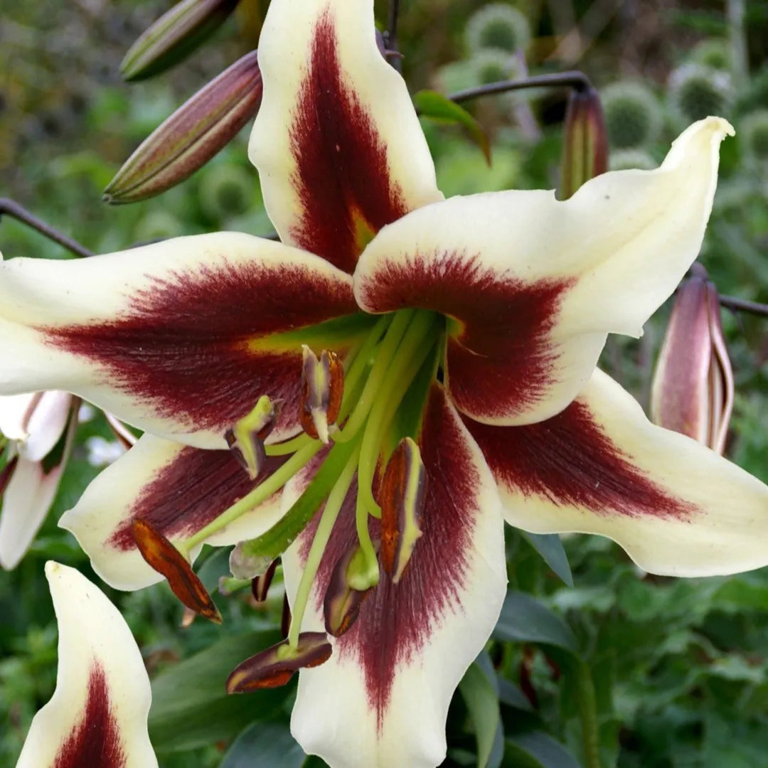 Bulbi de Crini Beverly Dreams