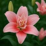 Bulbi de Crini Double Lady (P502)