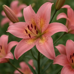 Bulbi de Crini Lilium Fancy Dance (P494)