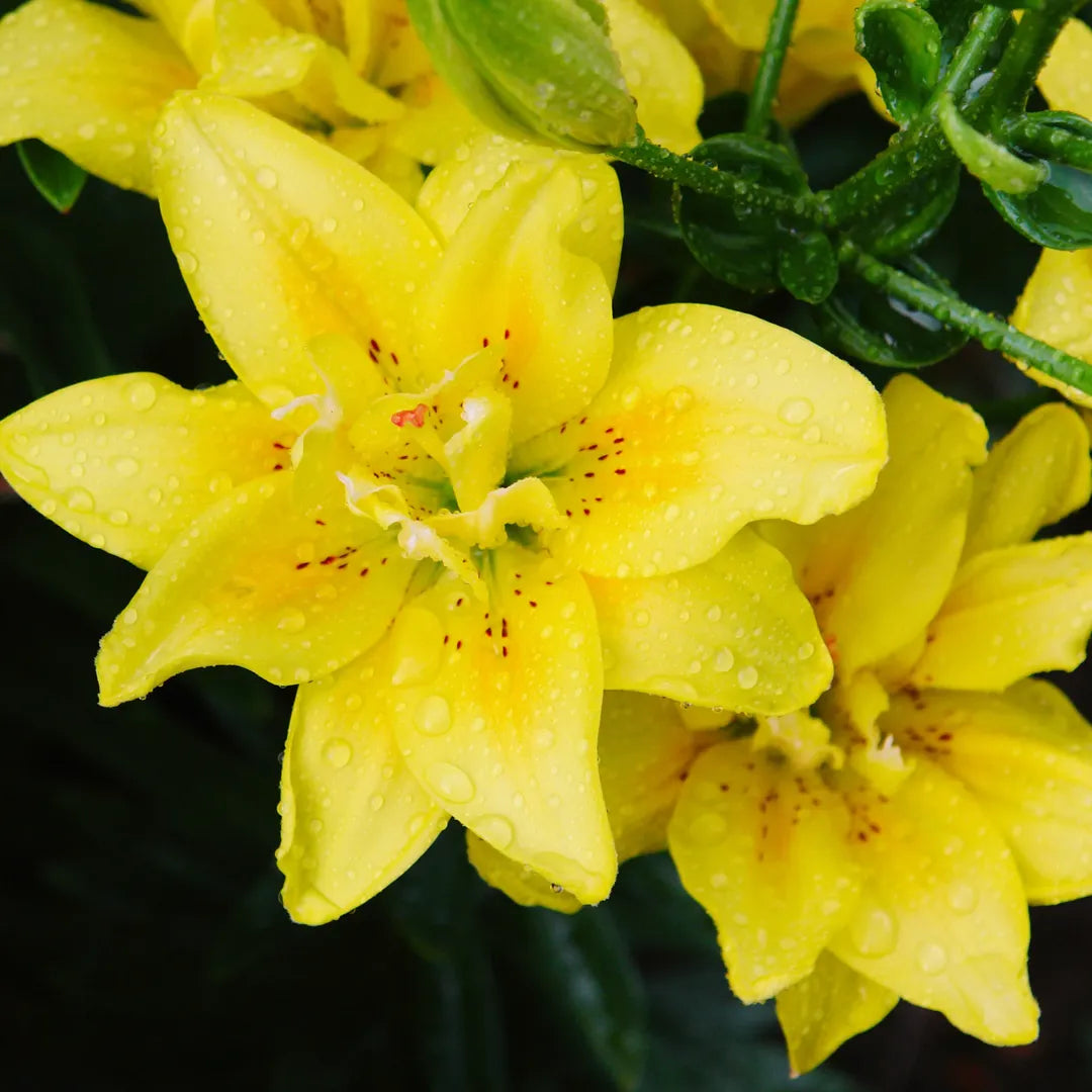 Bulbi de Crini Lilium Fata Morgana1