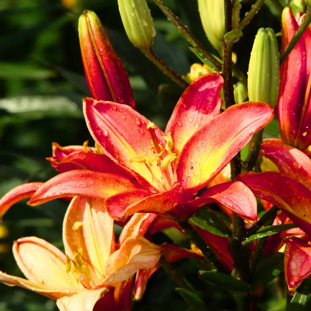 Bulbi de Crini Lilium Forever Linda