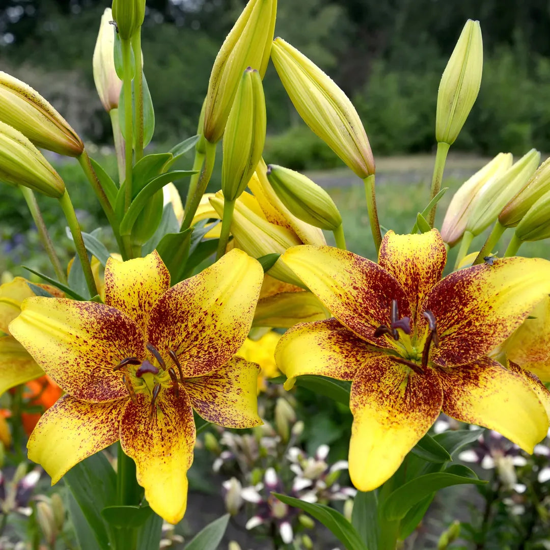 Bulbi de Crini Lilium Golden Stone