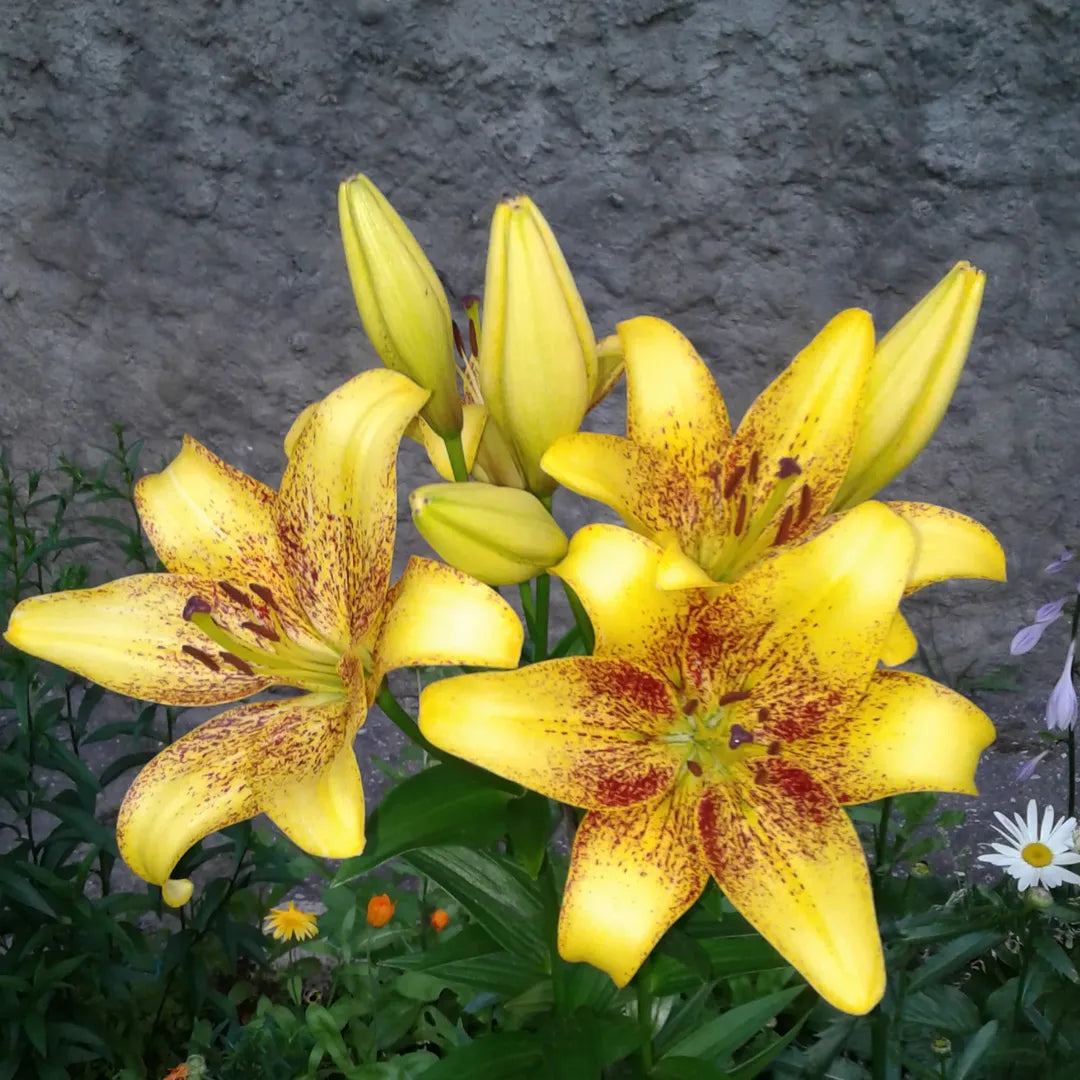 Bulbi de Crini Lilium Golden Stone1