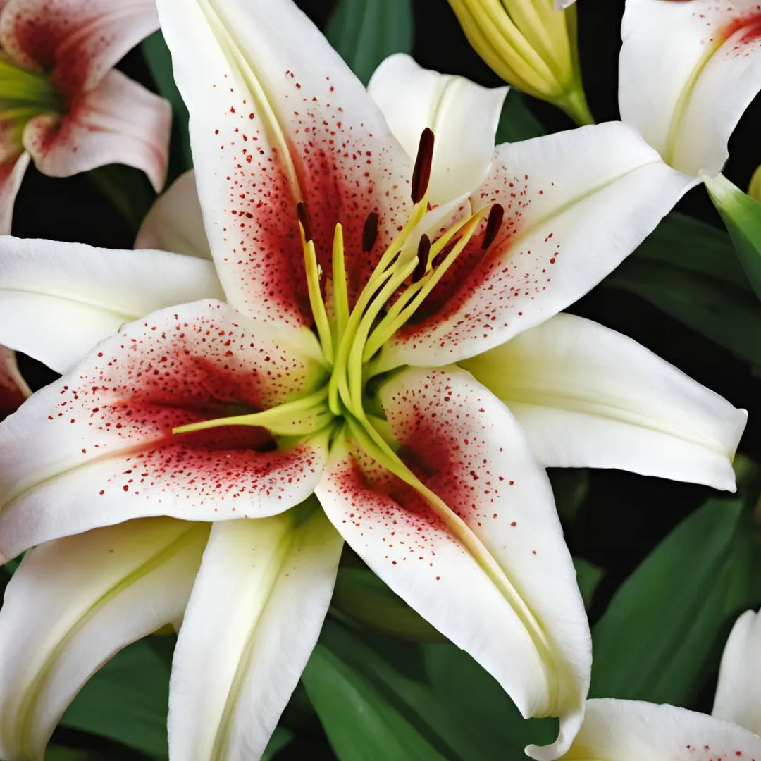 Bulbi de Crini Lilium Hachi