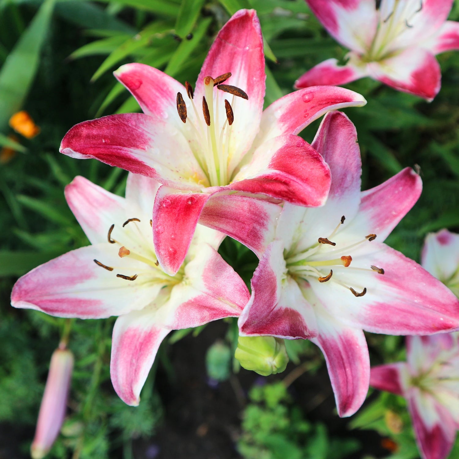 Bulbi de Crini Lilium Holebibi Lollypop1