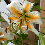 Bulbi de Crini Lilium Lady Alice