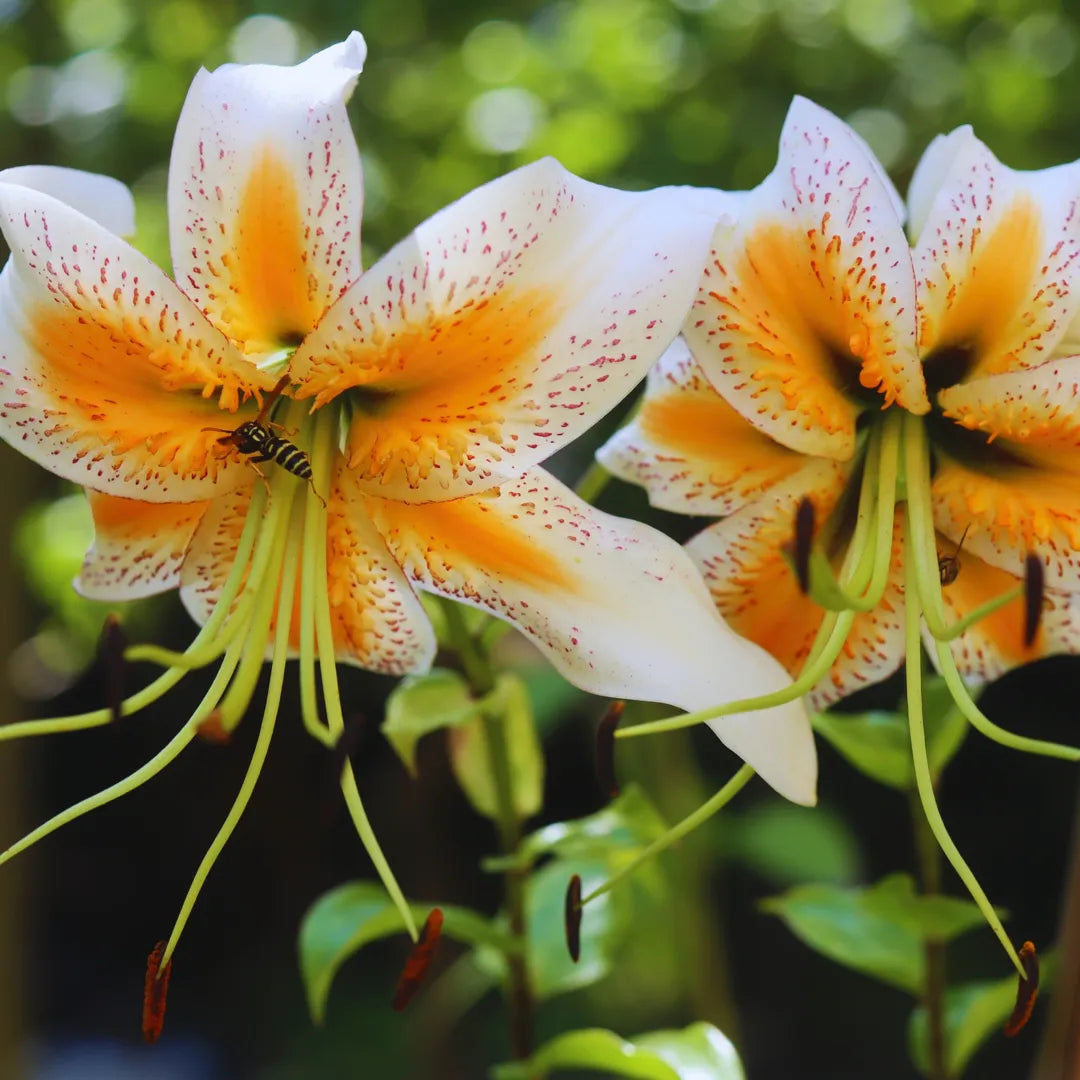 Bulbi de Crini Lilium Lady Alice1