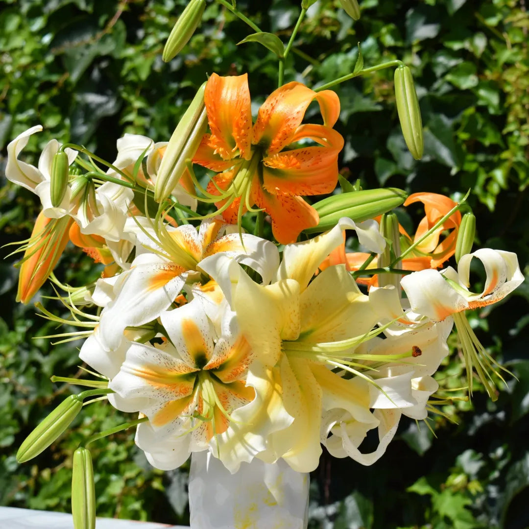 Bulbi de Crini Lilium Lady Alice2
