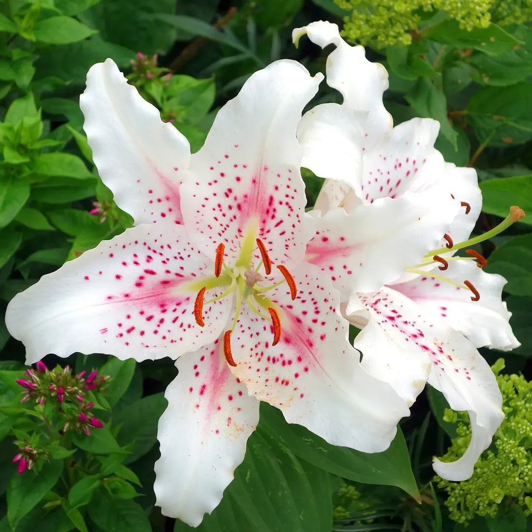 Bulbi de Crini Lilium Muscadet