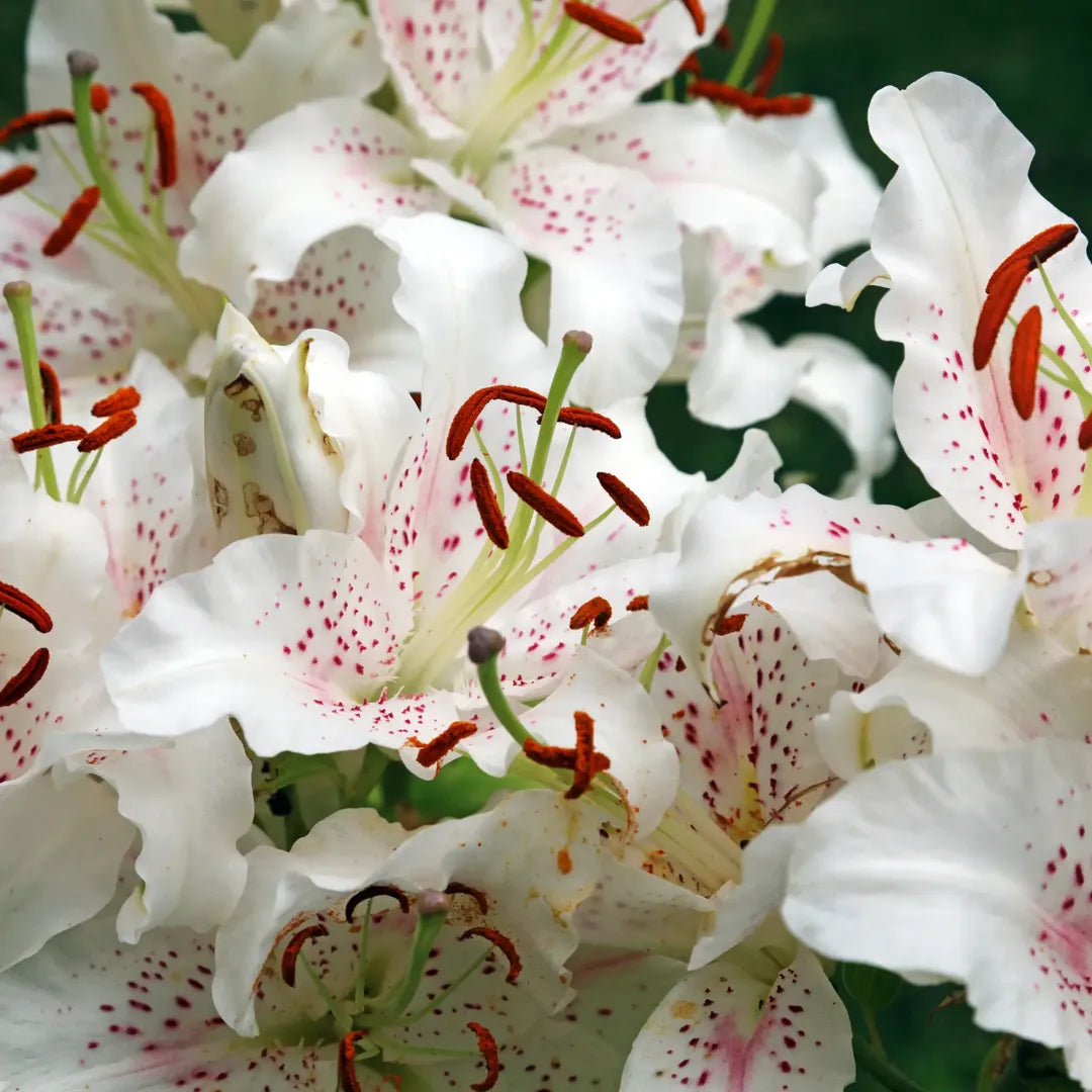 Bulbi de Crini Lilium Muscadet2