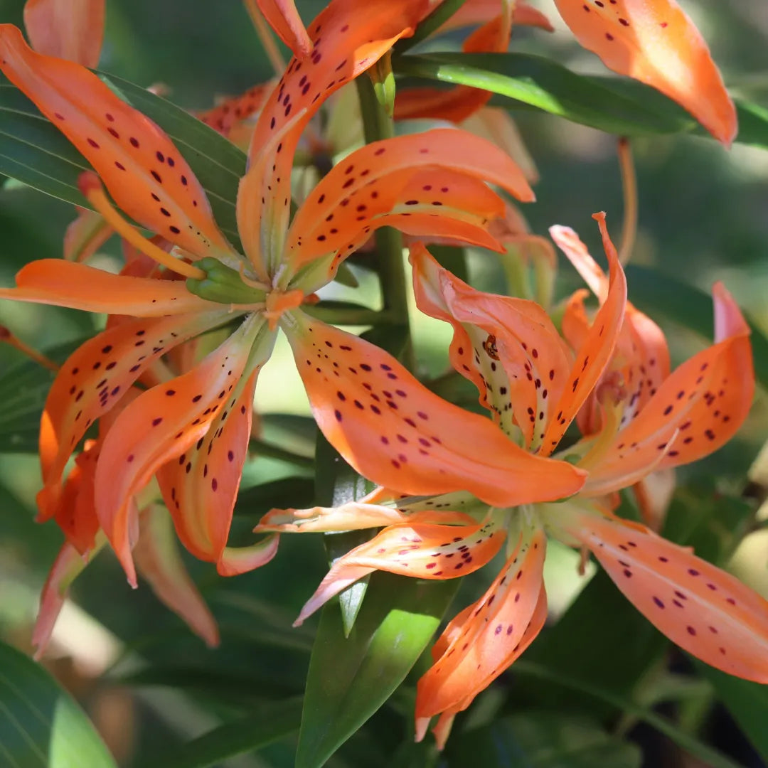 Bulbi de Crini Lilium Must See1