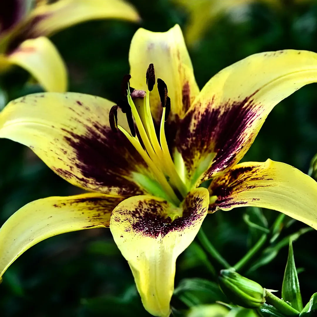 Bulbi de Crini Lilium Pieton