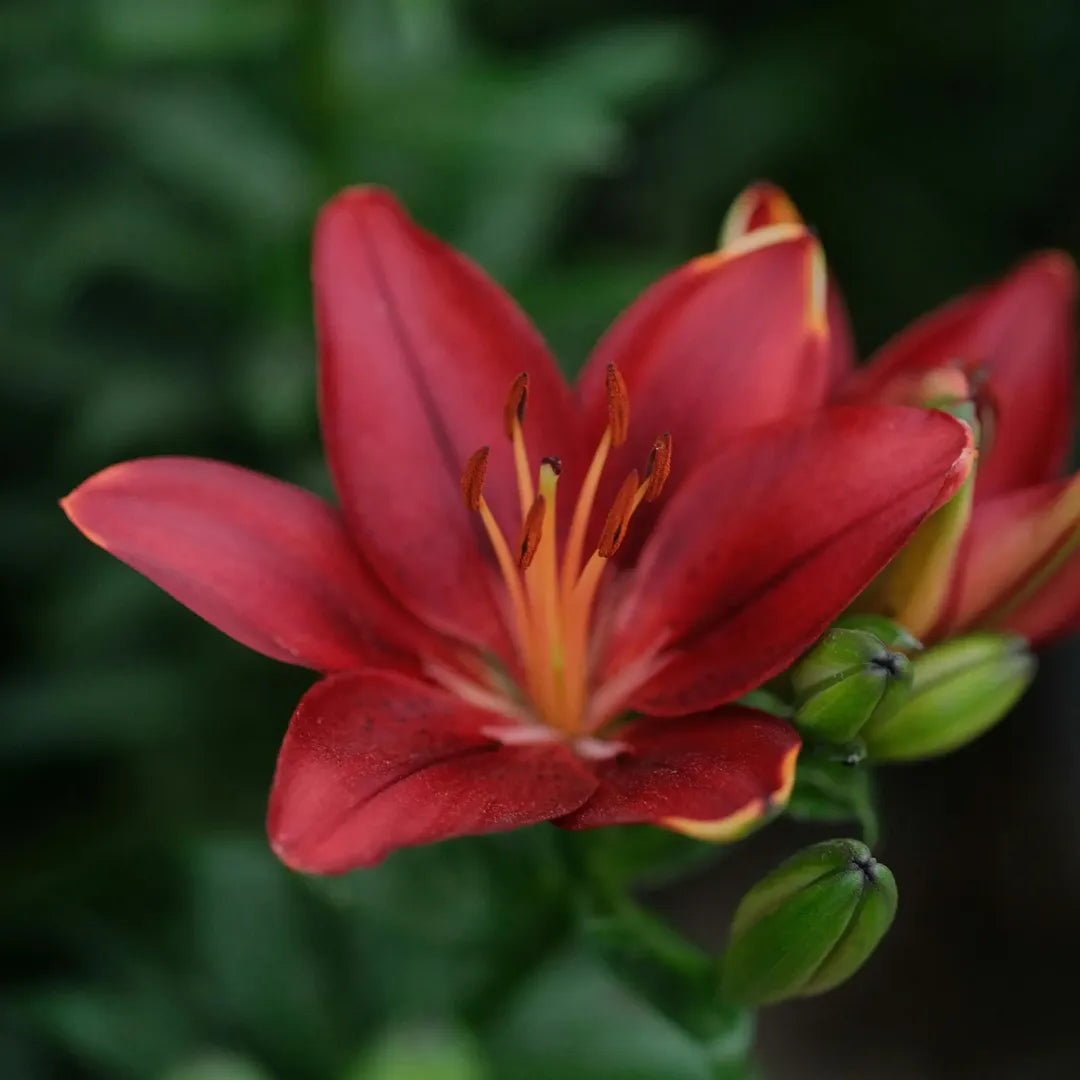 Bulbi de Crini Lilium Red Flash (P507)