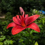 Bulbi de Crini Lilium Red Flash (P507)1