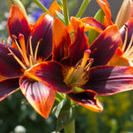 Bulbi de Crini Lilium Twosome