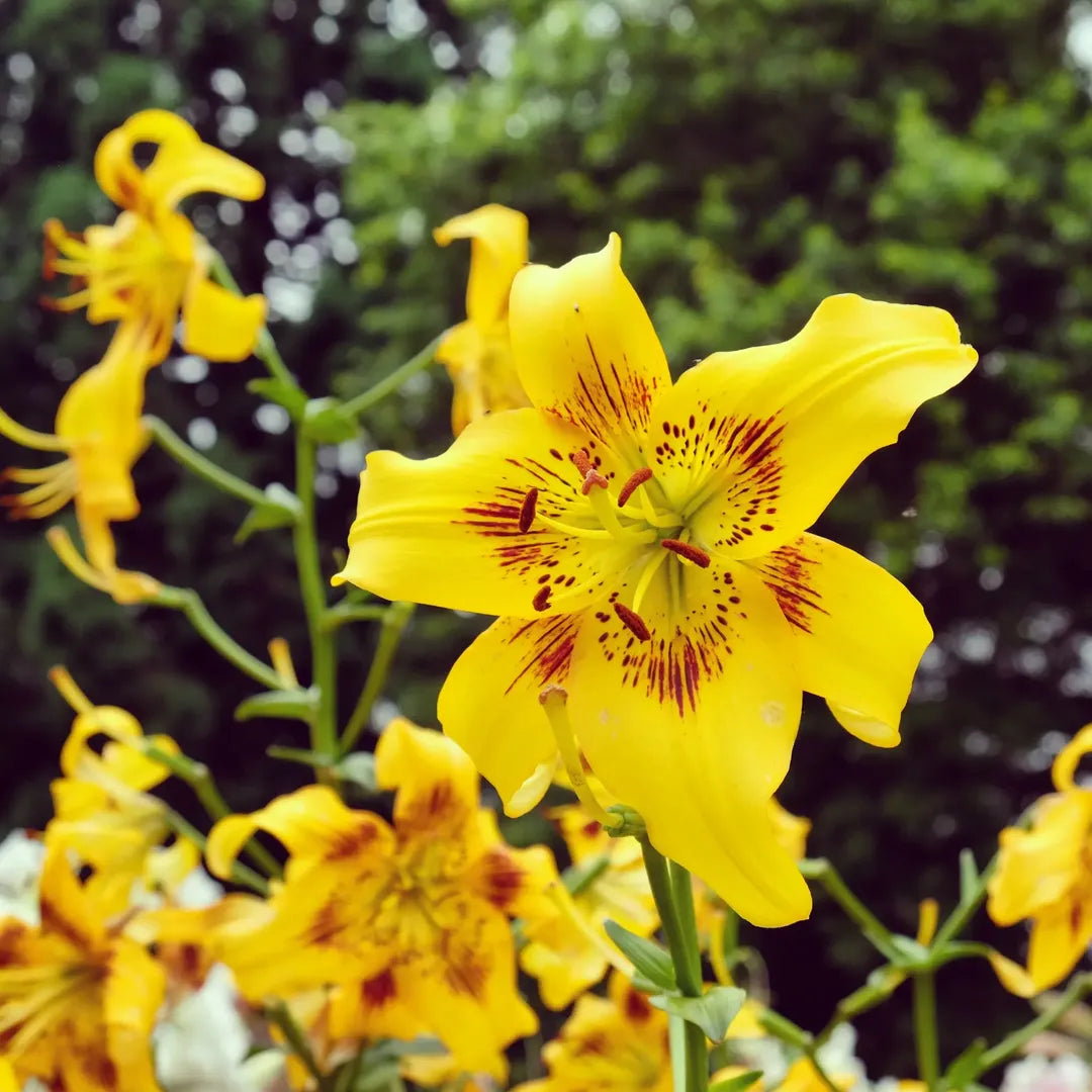 Bulbi de Crini Lilium Yellow Burse1