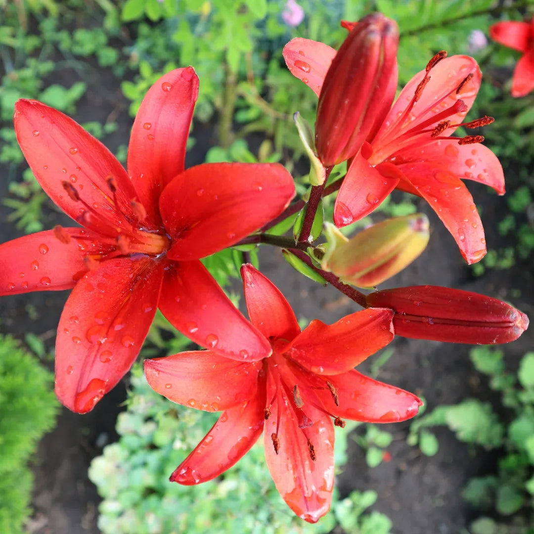 Bulbi de Crini Red County