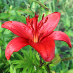 Bulbi de Crini Red County1