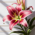 Bulbi de Crini Star Gazer