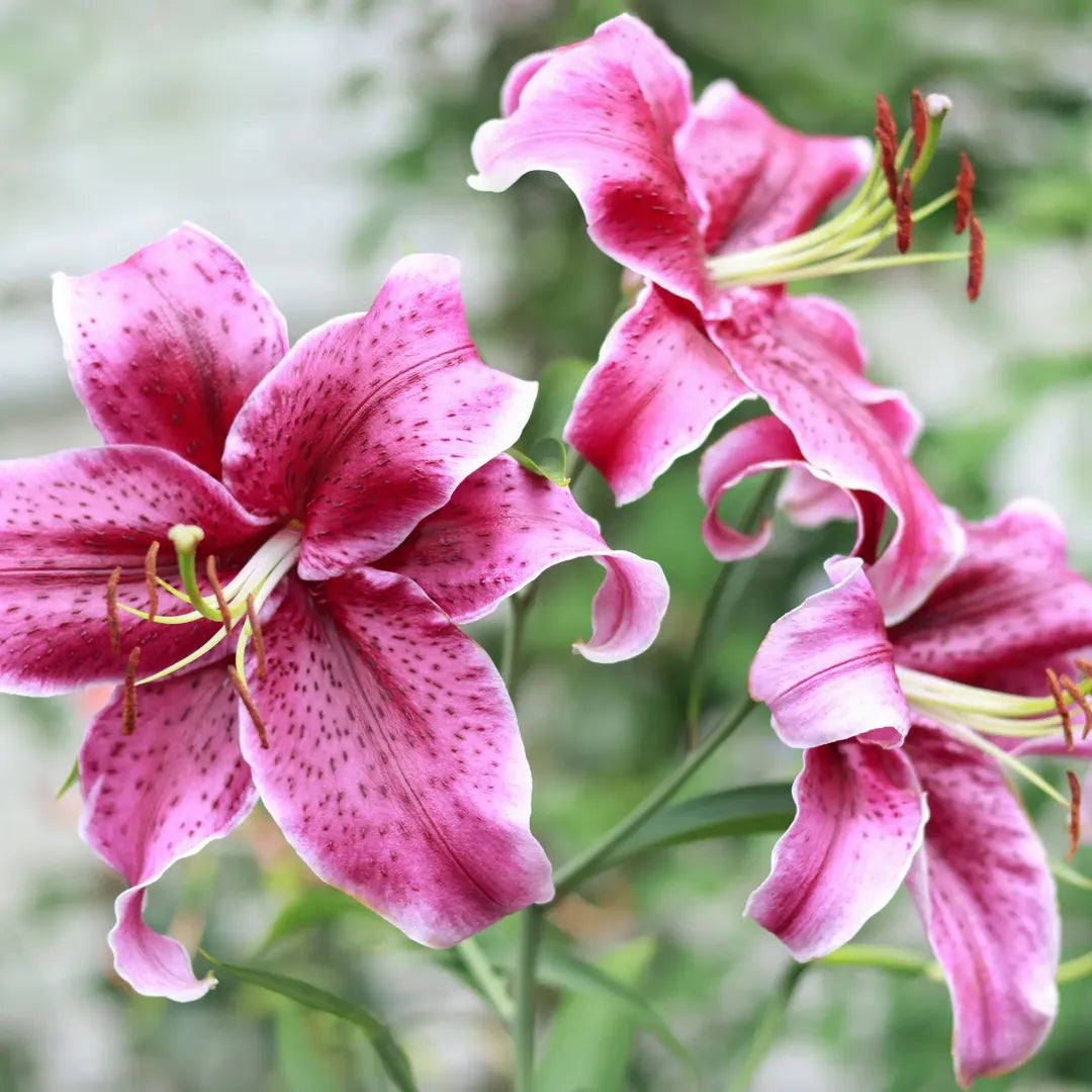 Bulbi de Crini Star Gazer2