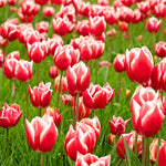 Bulbi de Lalele Leen van der Mark1