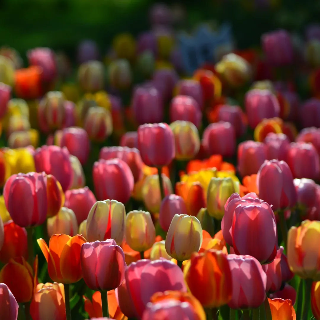 Bulbi lalele Darwin Hybrid Mix1