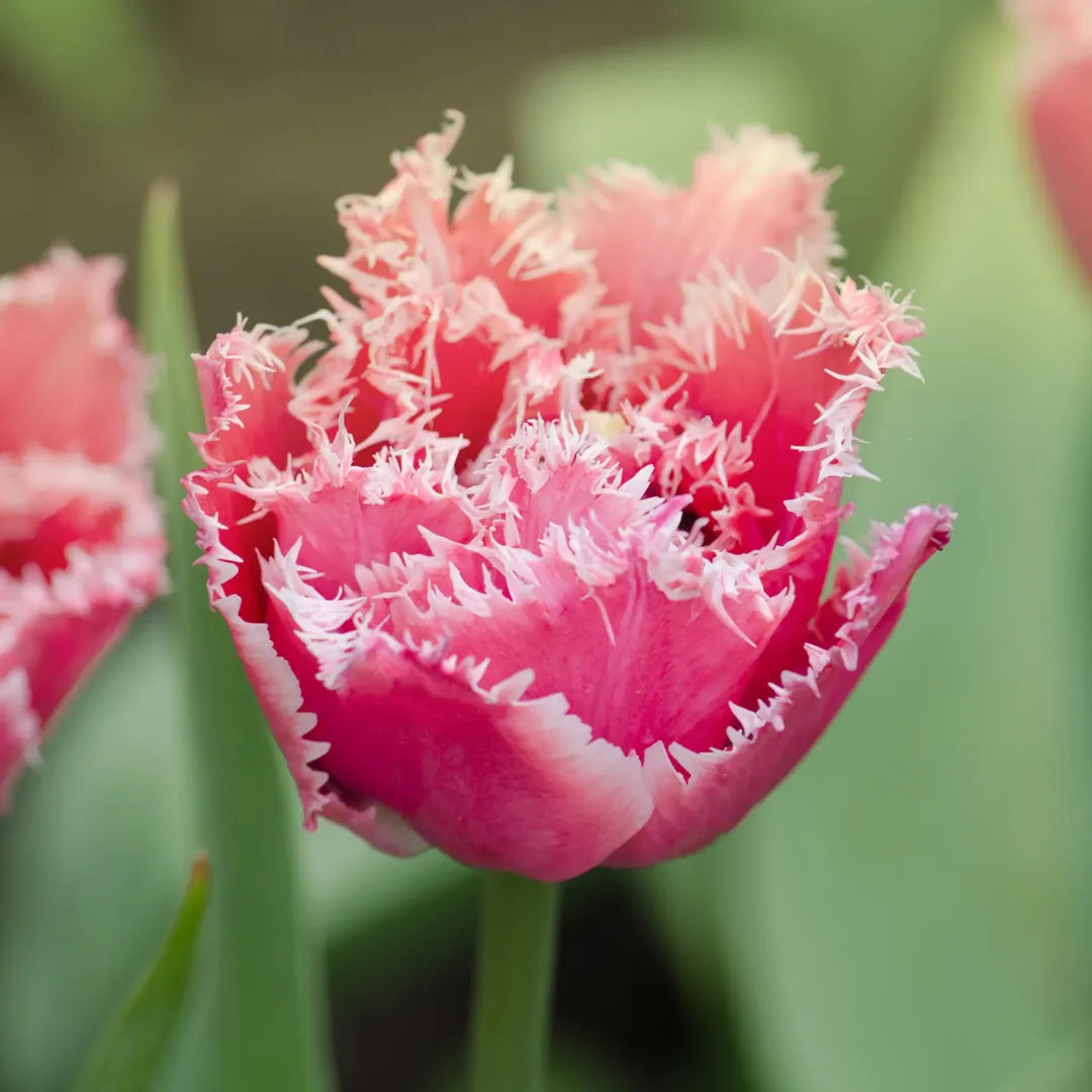 Bulbi lalele Fancy Frills