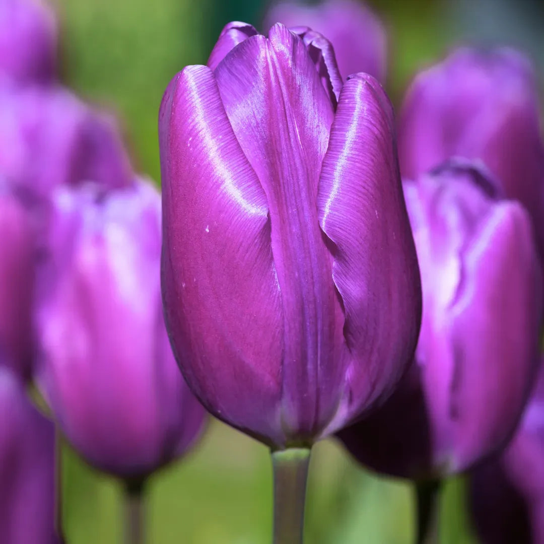 Bulbi lalele Purple Flag