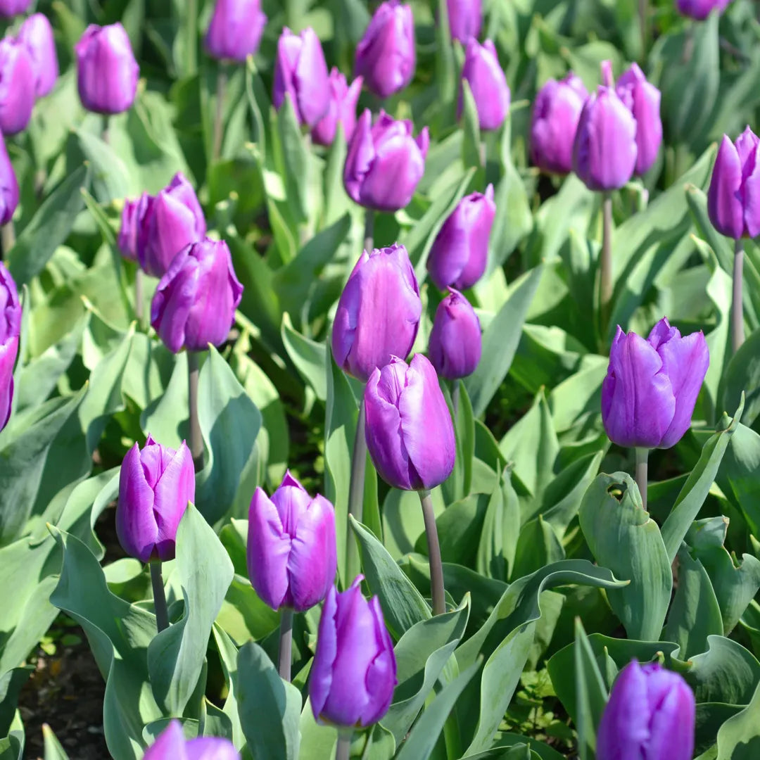 Bulbi lalele Purple Flag1