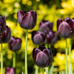 Bulbi lalele Queen of Night2