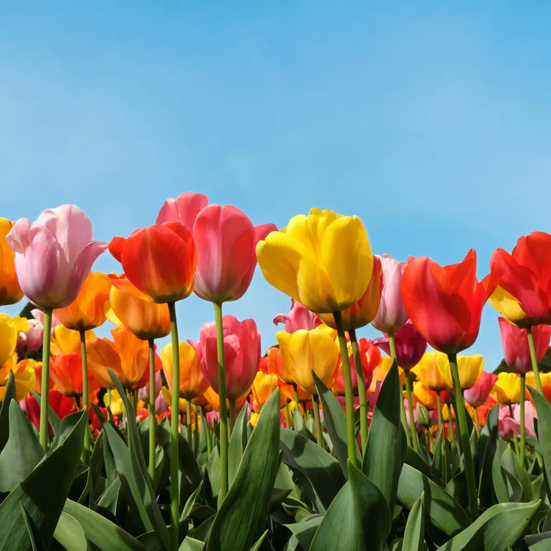 Bulbi lalele Triumph Mixed