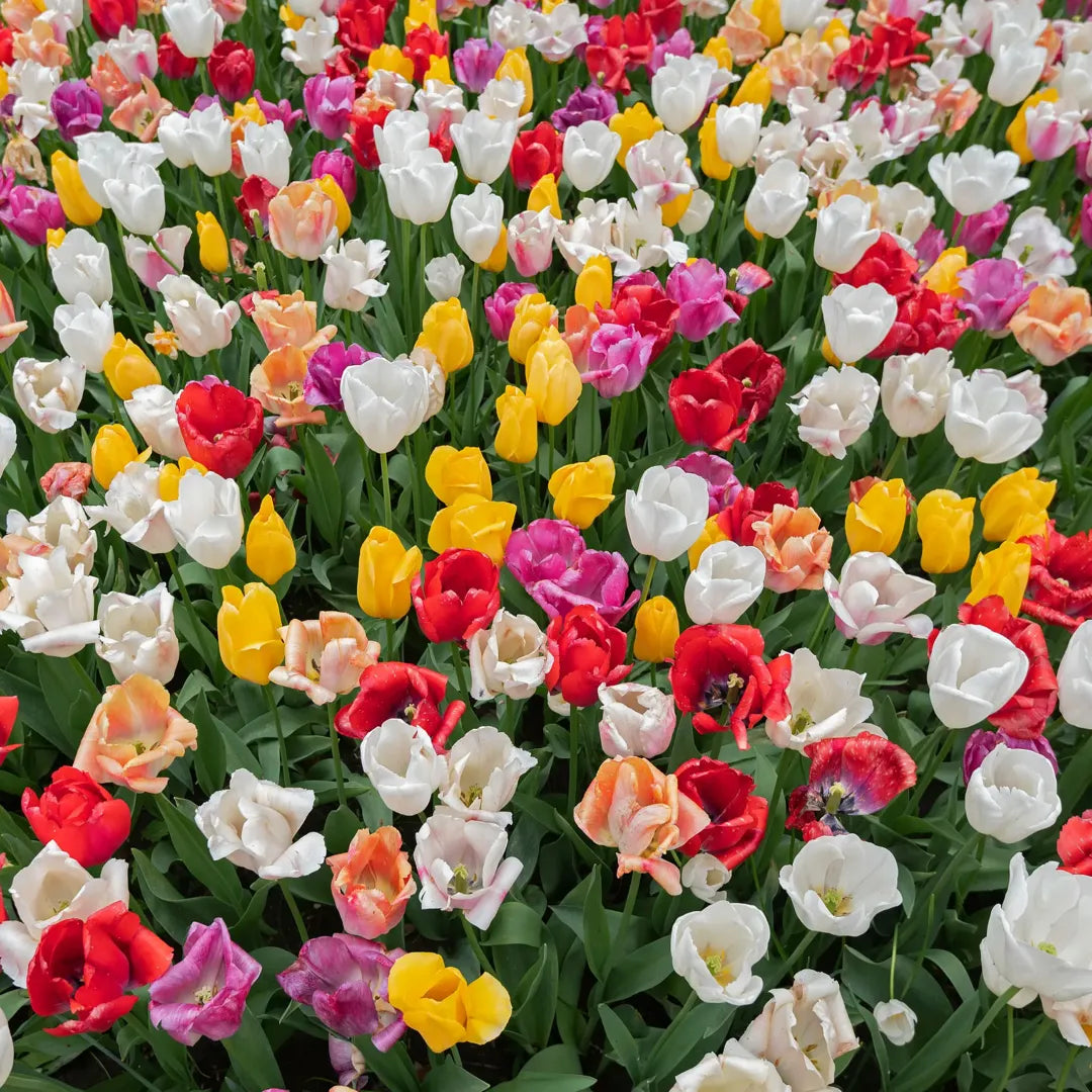 Bulbi lalele Triumph Mixed1