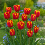 Bulbi lalele Verandi