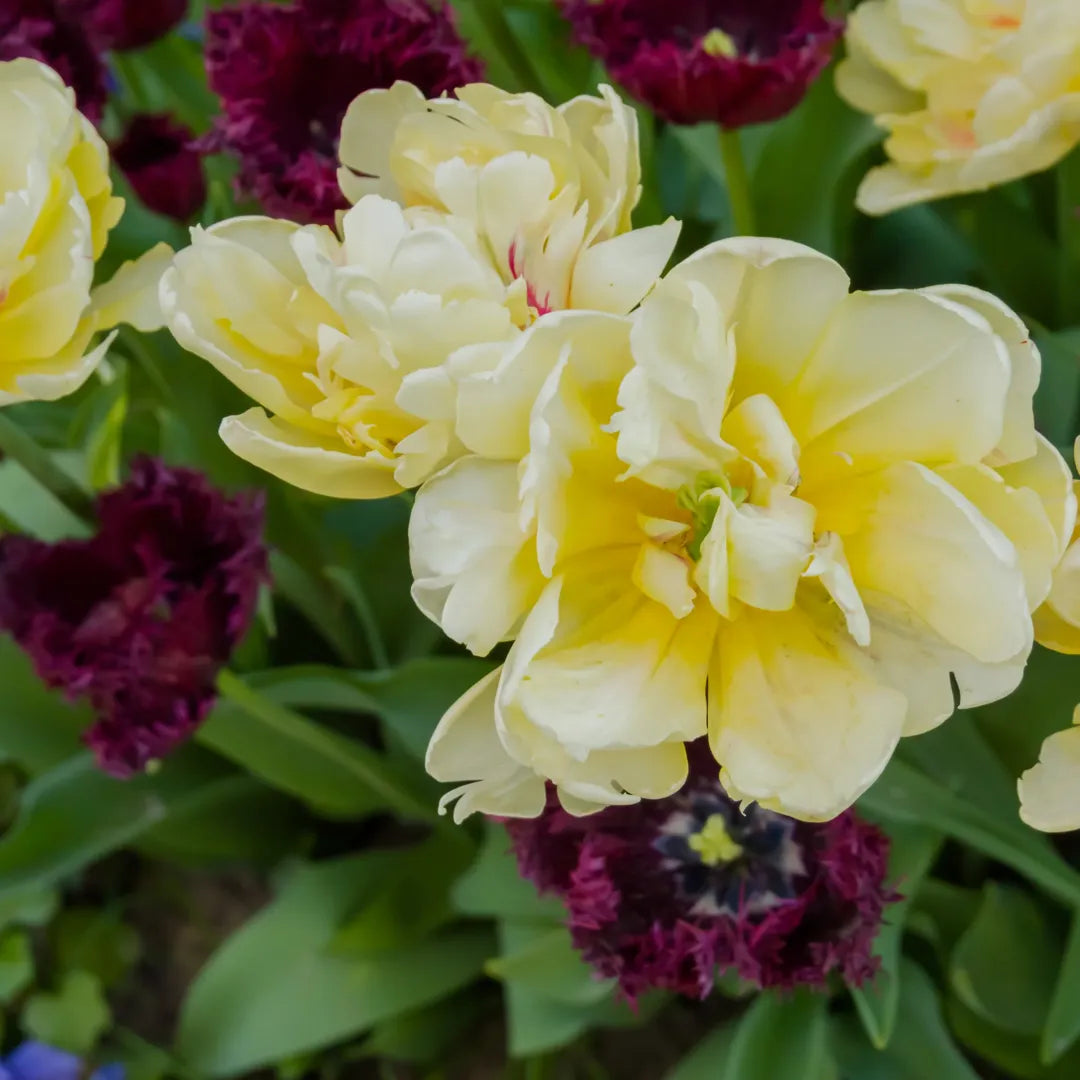 Bulbi lalele Verona1