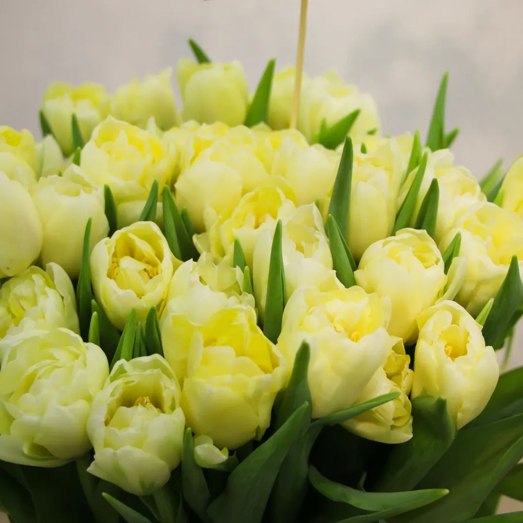 Bulbi lalele Verona2