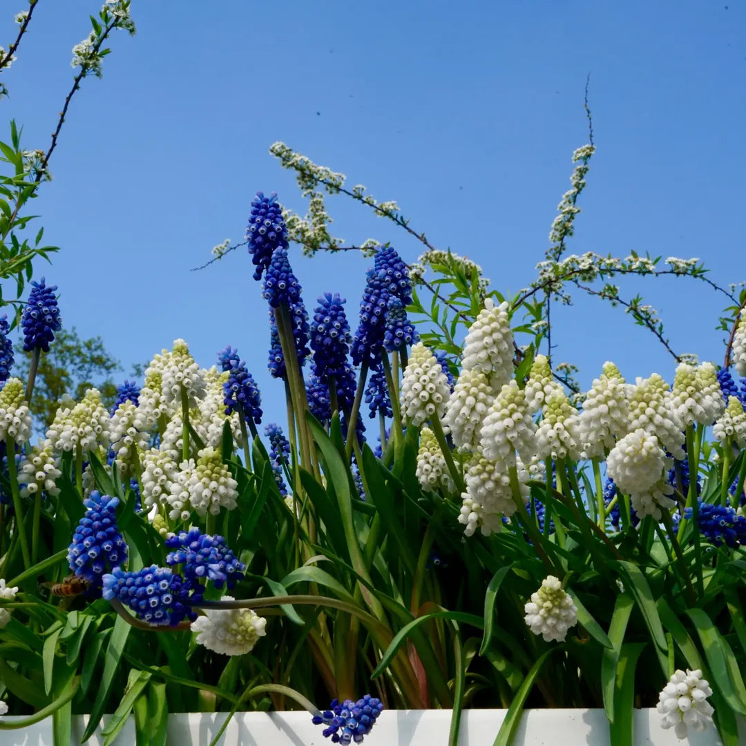 Bulbi muscari Mixed
