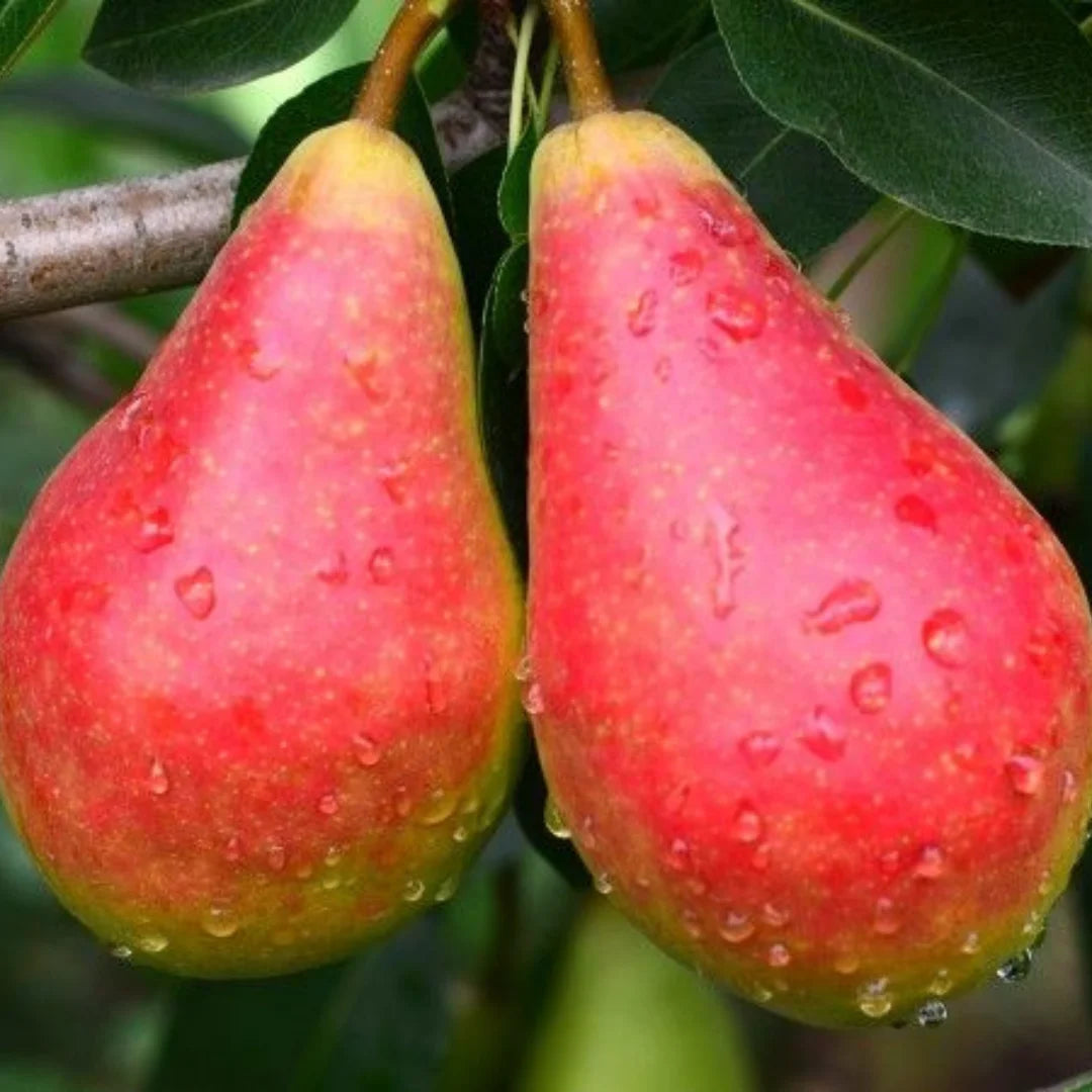 Pomi Fructiferi Par Daciana