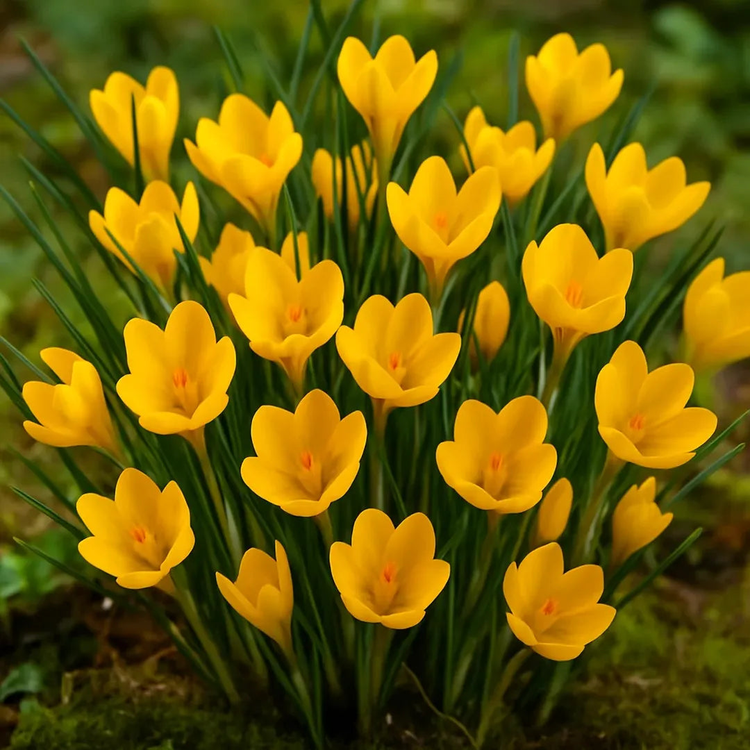 bulbi branduse Crocus Chrysanthus Fuscotinctus