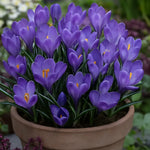 bulbi branduse remembrance