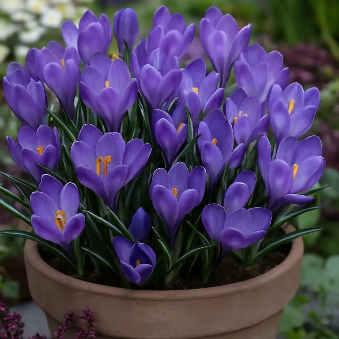 bulbi branduse remembrance