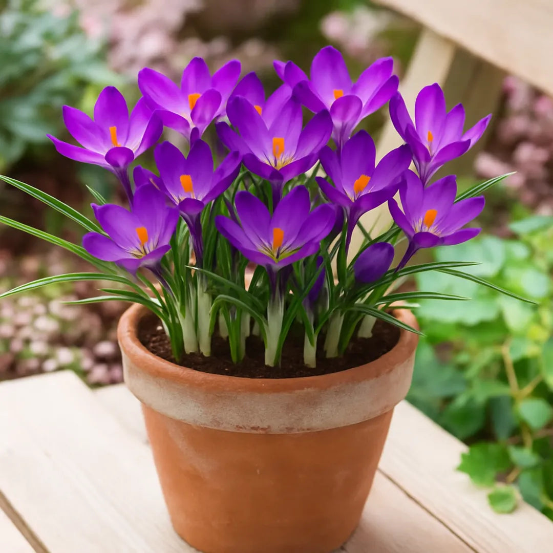 bulbi branduse ruby giant