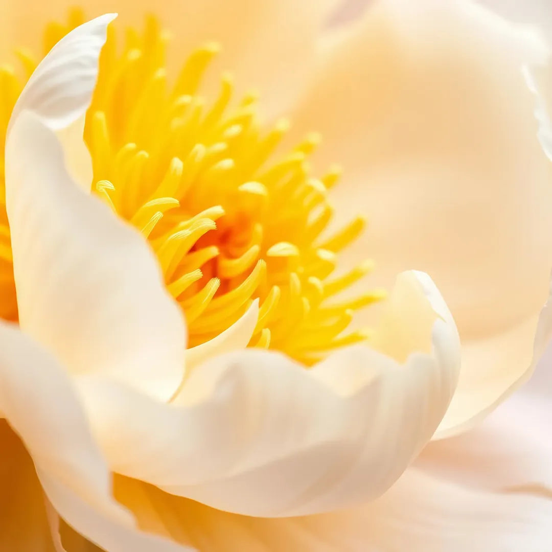 bulbi bujori Jan van Leeuwen2