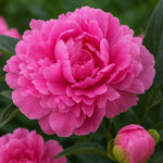 bulbi bujori Paeonia Jacorma