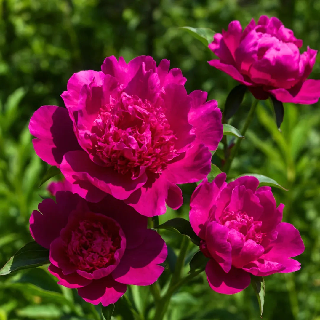 bulbi bujori Paeonia Purple Spider